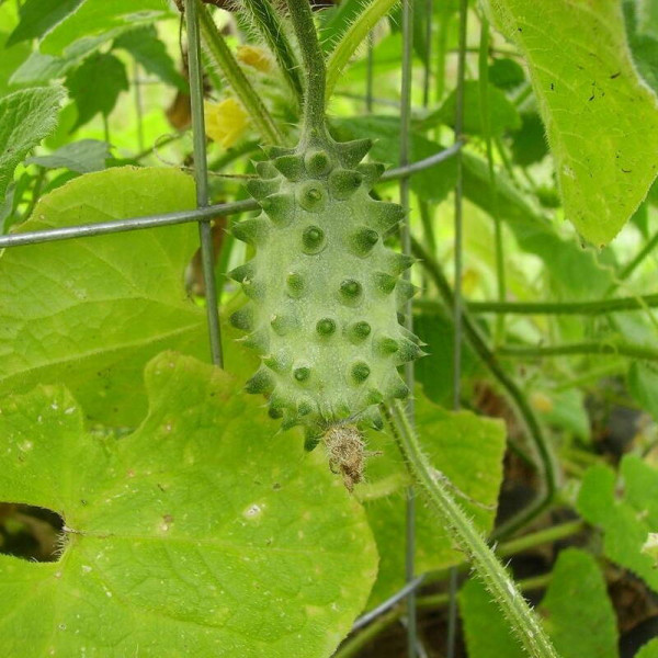 African horned cucumber seeds