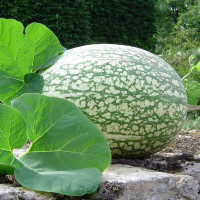 Malabar gourd seeds