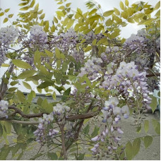 Chinese wisteria seeds