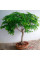 Tamarind seeds
