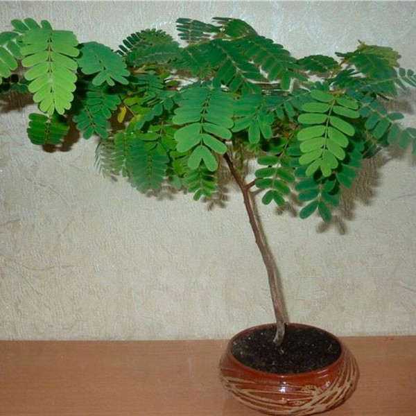 Tamarind seeds