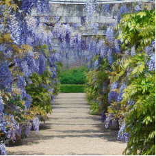 Wisteria seeds «Blue Moon»