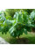 Pawpaw seeds