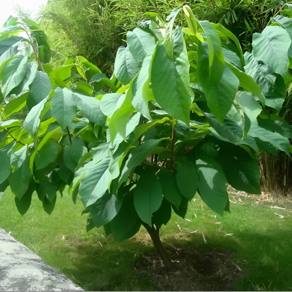 Pawpaw seeds