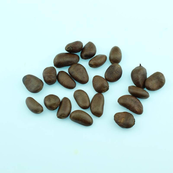 Pawpaw seeds