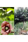 Pawpaw seeds