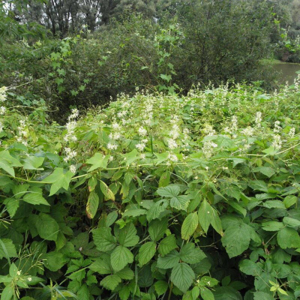 Wild cucumber seeds
