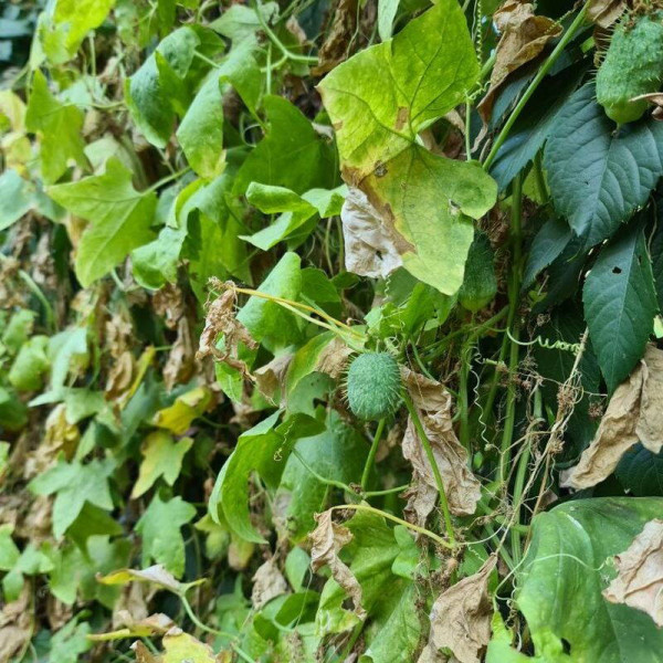 Wild cucumber seeds