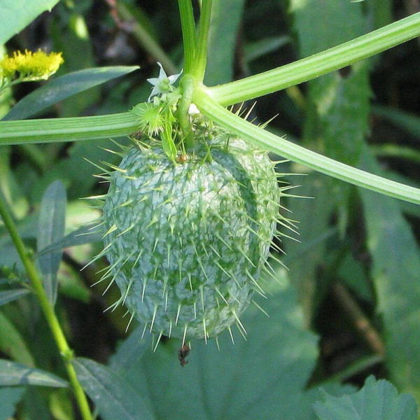 Wild cucumber seeds