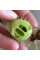 Wild cucumber seeds