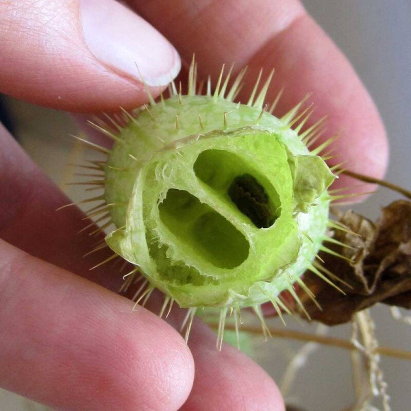 Wild cucumber seeds