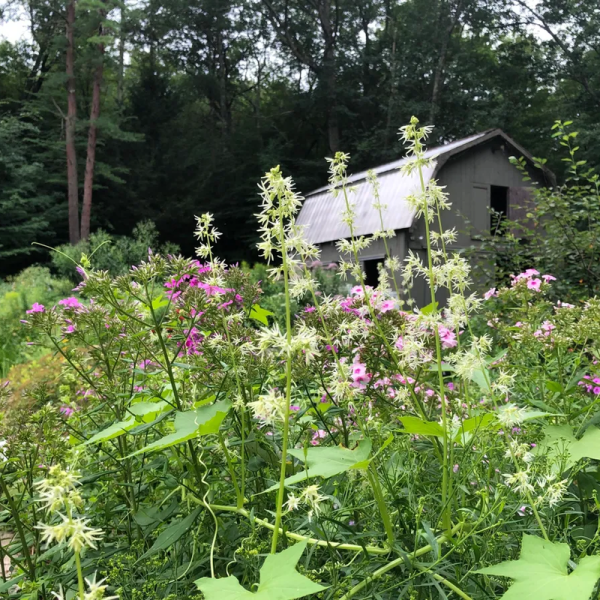 Wild cucumber seeds