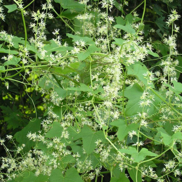 Wild cucumber seeds