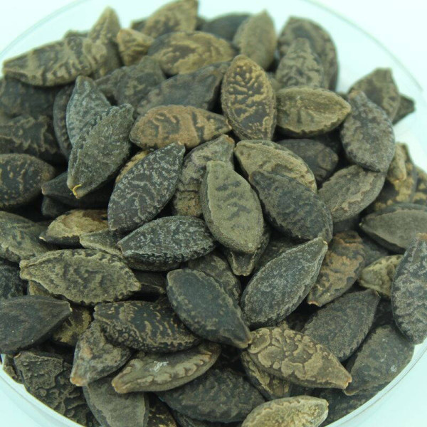 Wild cucumber seeds