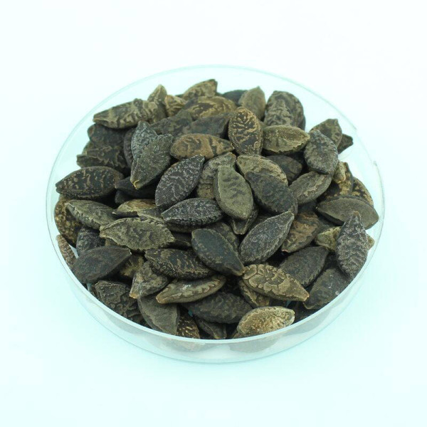 Wild cucumber seeds