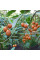 Tamarillo seeds