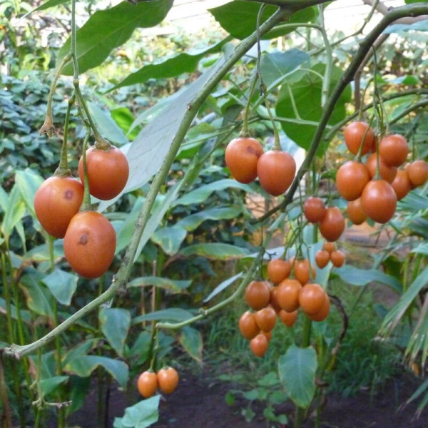 Tamarillo seeds