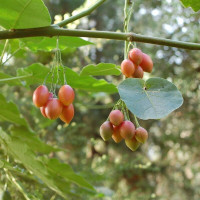 Tamarillo seeds