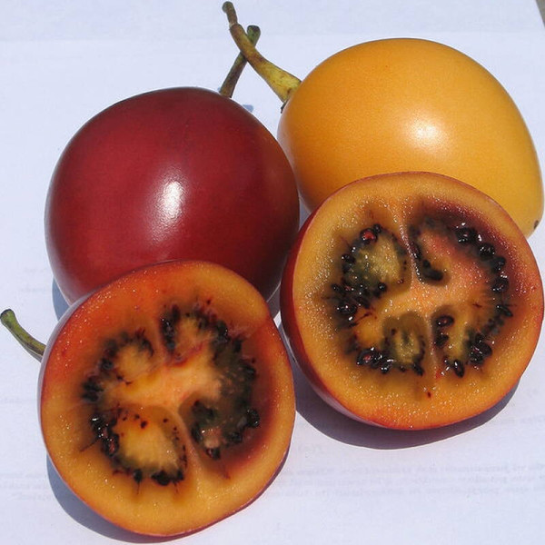 Tamarillo seeds