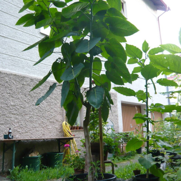 Tamarillo seeds