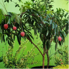 Lychee seeds