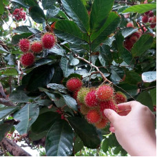 Rambutan seeds