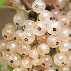 Currant seeds «Versailles»