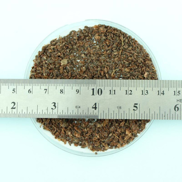 Gooseberry seeds «Triumph»