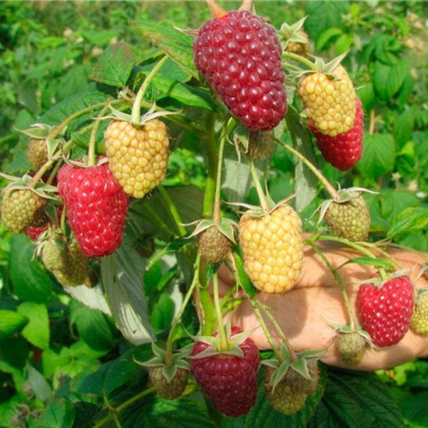 Raspberry seeds «Polka»