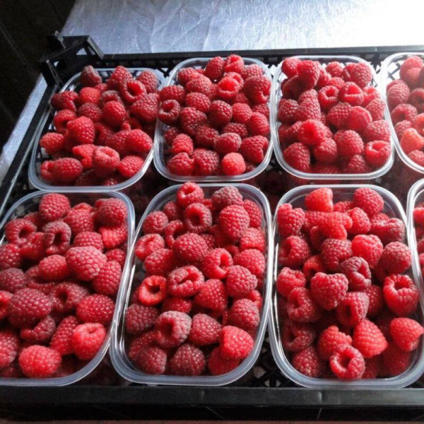 Raspberry seeds «Polka»