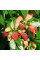 Raspberry seeds «Polka»
