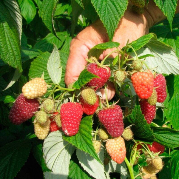 Raspberry seeds «Polka»