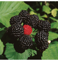 Black raspberry seeds «Cumberland»