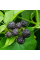 Black raspberry seeds «Cumberland»