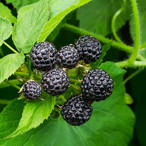 Black raspberry seeds «Cumberland»