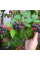 Black raspberry seeds «Cumberland»