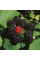 Black raspberry seeds «Cumberland»