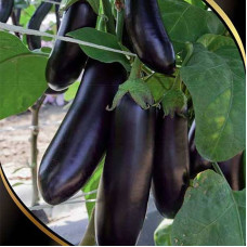Eggplant seeds «Diamond garland»