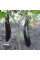 Eggplant seeds «Serpentine»