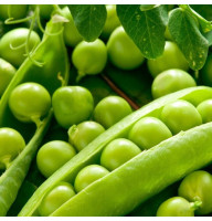 Pea seeds «Vegetable miracle»