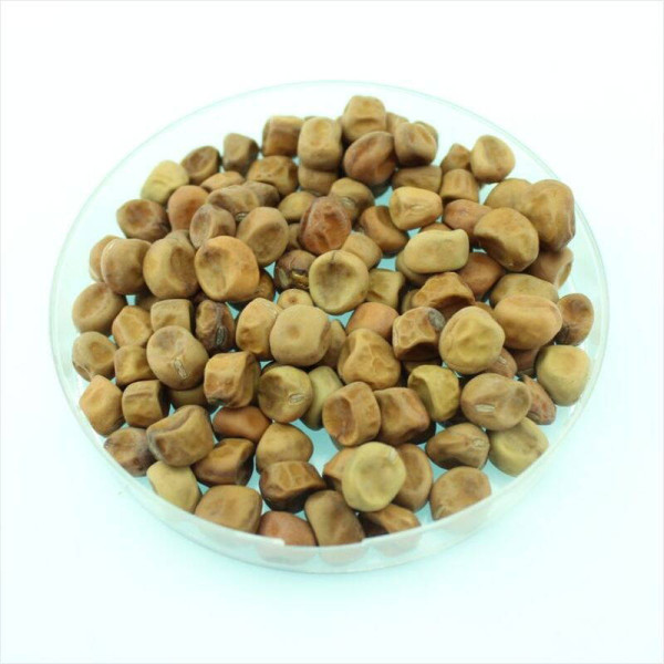 Pea seeds «Desire Purple»