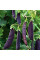 Pea seeds «Desire Purple»