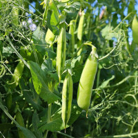 Pea seeds «Kelvedon miracle»