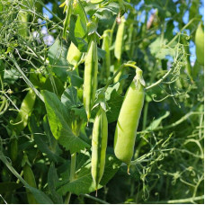 Pea seeds «Kelvedon miracle»