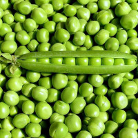 Pea seeds «Avola»