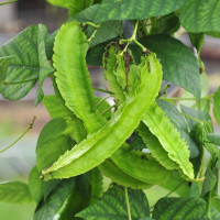 Pea asparagus seeds (winged bean)