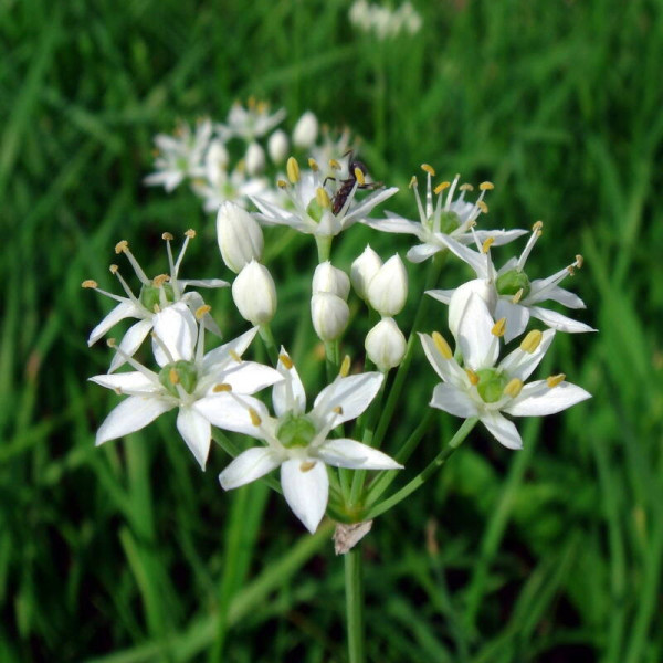 Fragrant-flowered garlic seeds