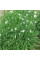 Fragrant-flowered garlic seeds