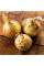 Onion seeds «Etalon gold»