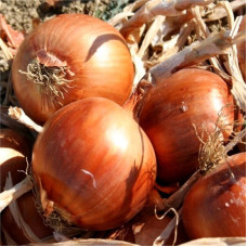 Onion seeds «Galant»